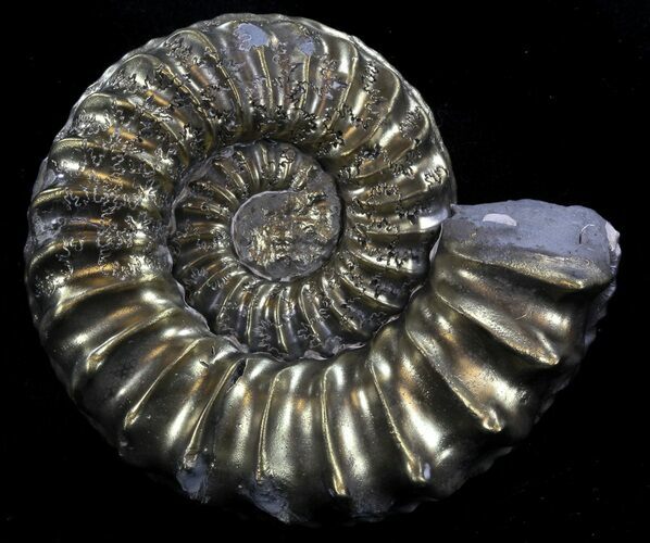 Pyritized Pleuroceras Ammonite - Germany #37457